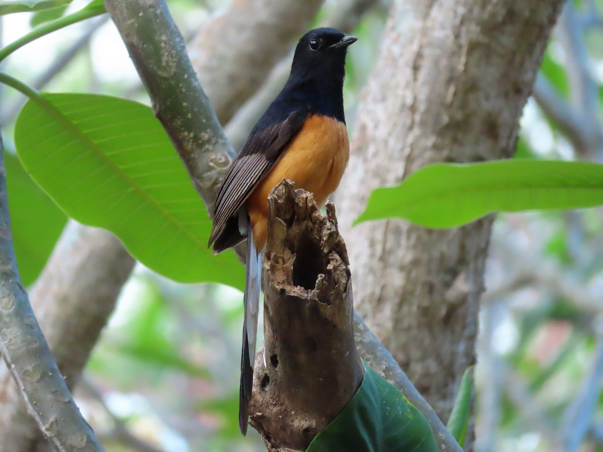 White-rumped Shama - ML343345741