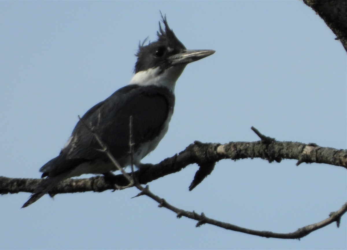 Belted Kingfisher - ML343347431