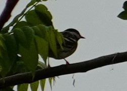 Blackpoll Warbler - ML343347791