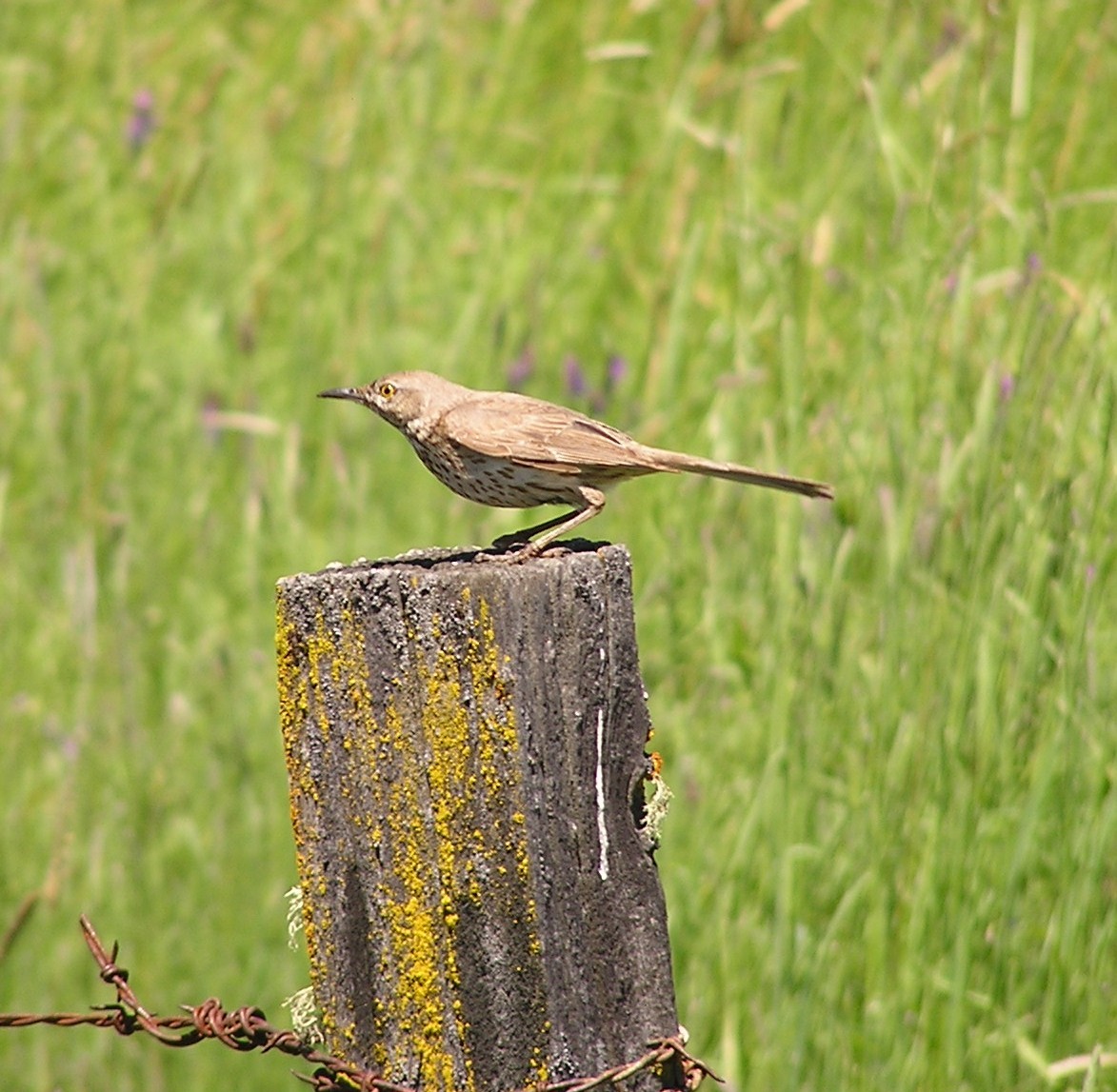 Sage Thrasher - ML34335071