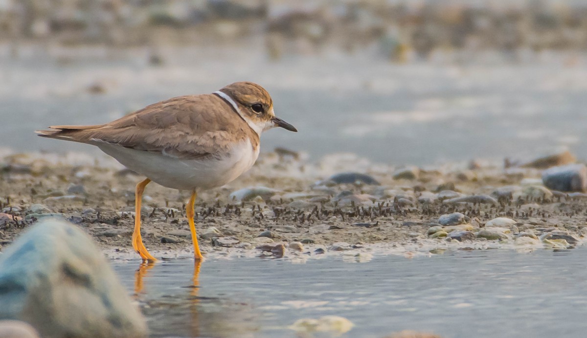 Long-billed Plover - ML343352511