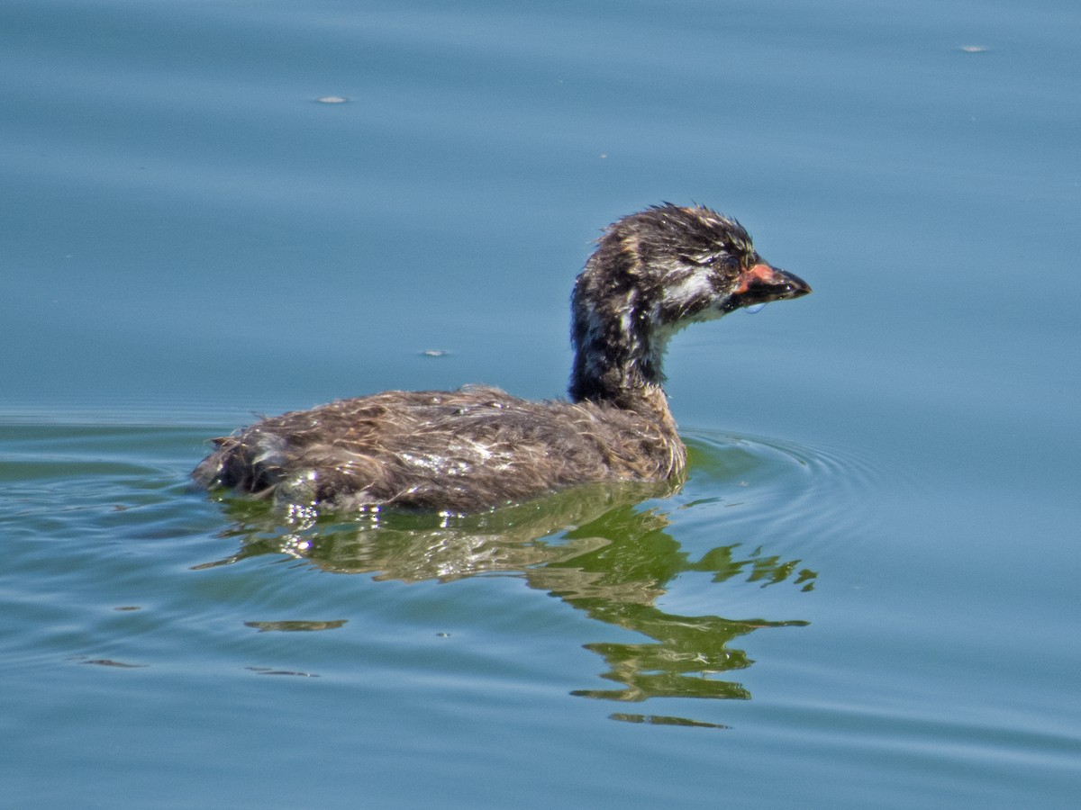 Pied-billed Grebe - ML34335501