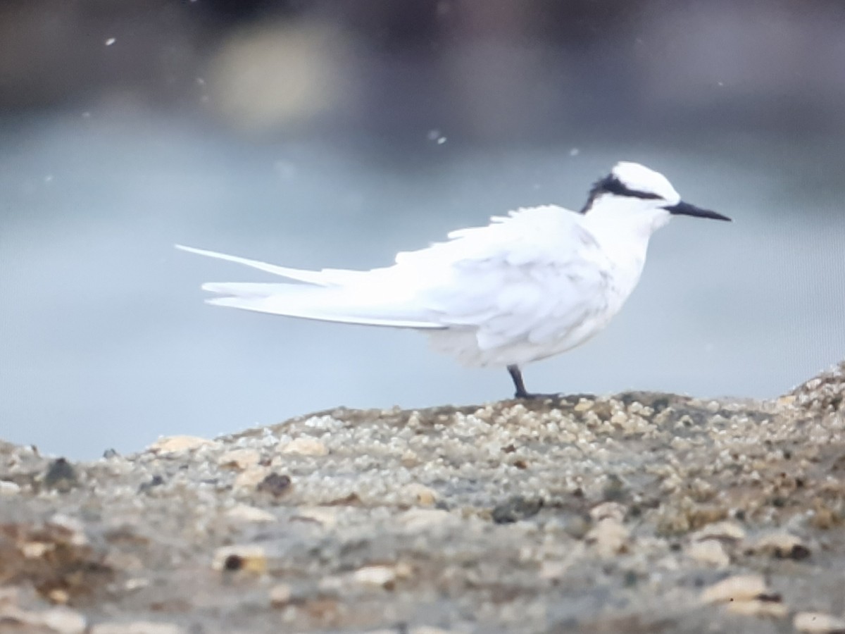 Black-naped Tern - ML343355221