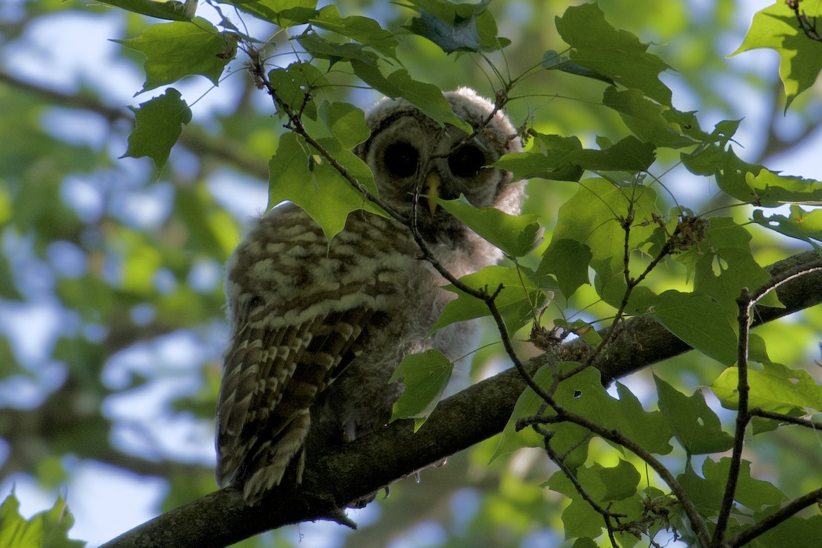 Barred Owl - ML343355741