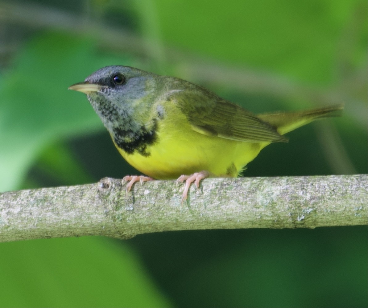 Mourning Warbler - ML343355871