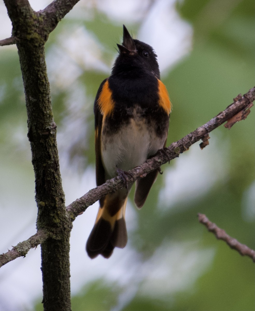 American Redstart - ML343355981