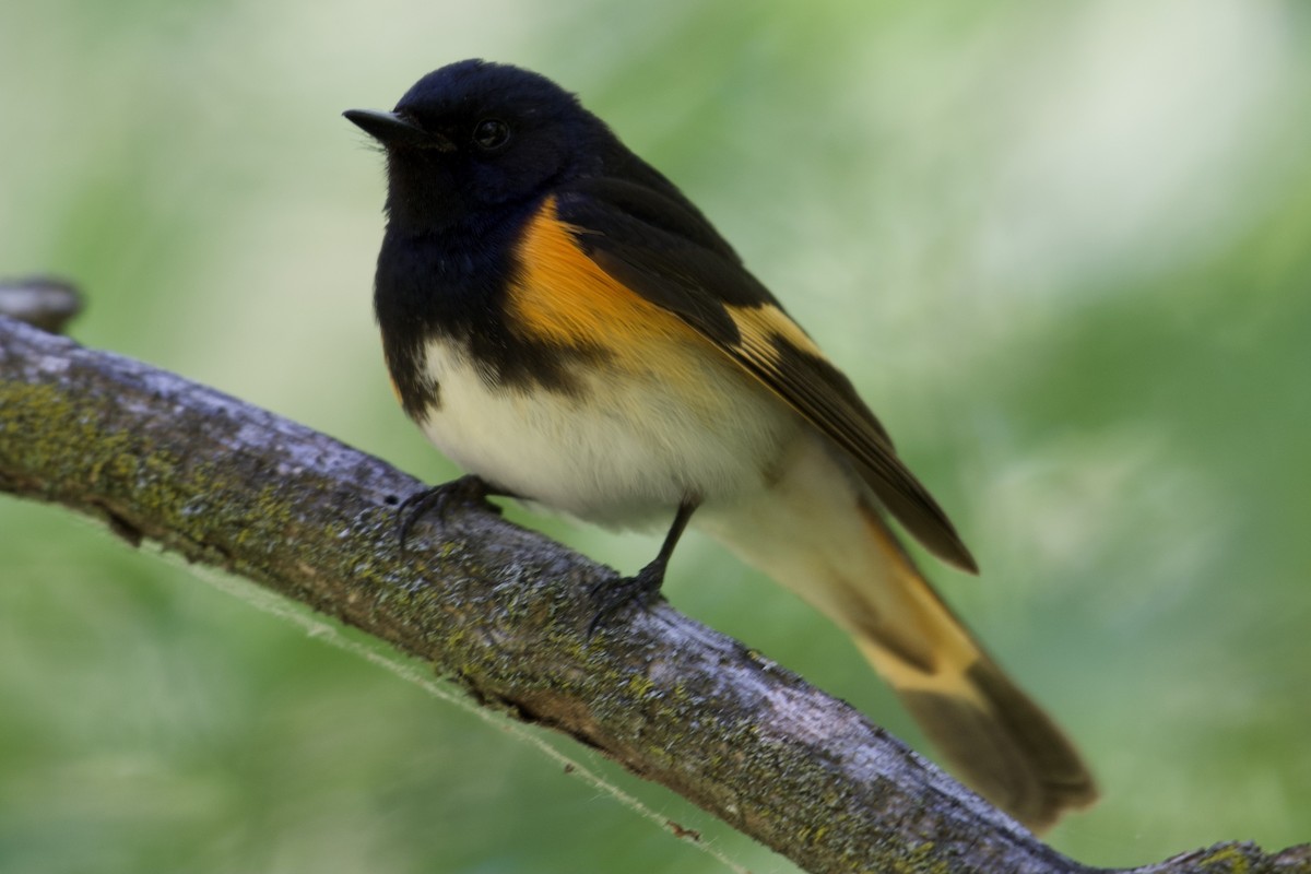American Redstart - ML343355991
