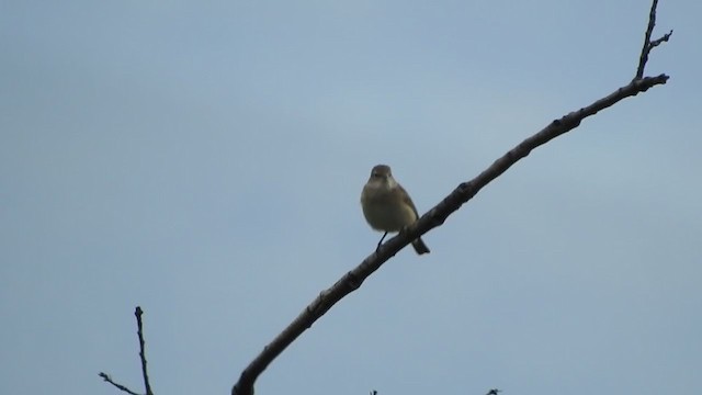 Garden Warbler - ML343356301