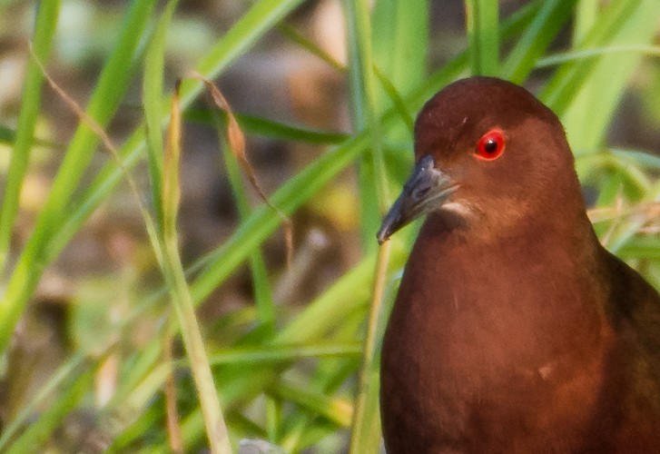 Ruddy-breasted Crake - ML343356461