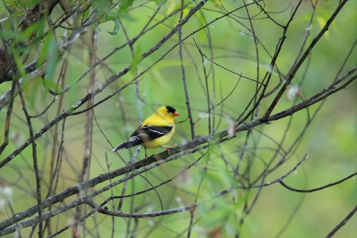American Goldfinch - ML343356821