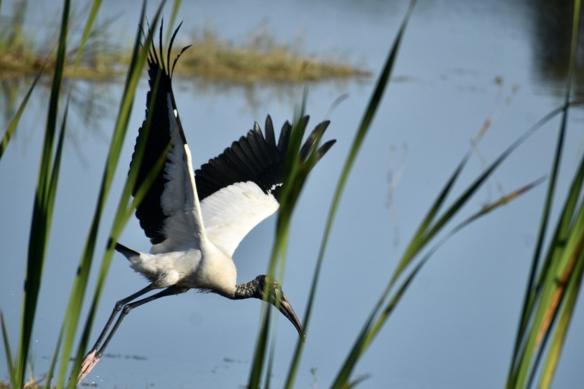 Wood Stork - ML343357441