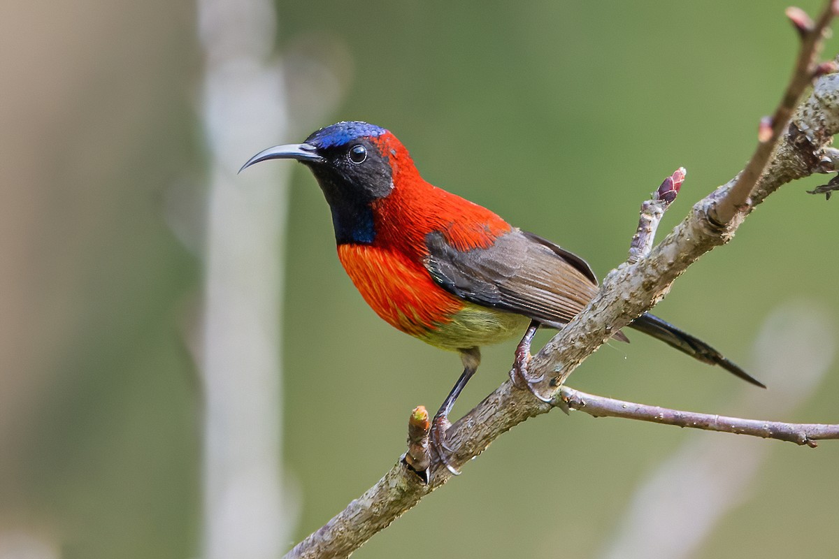 Black-throated Sunbird - ML343357661