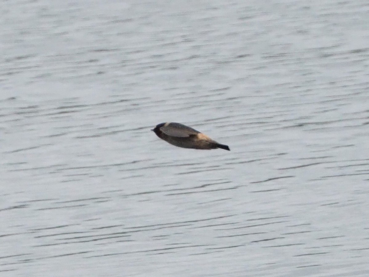 Cliff Swallow - ML343359871