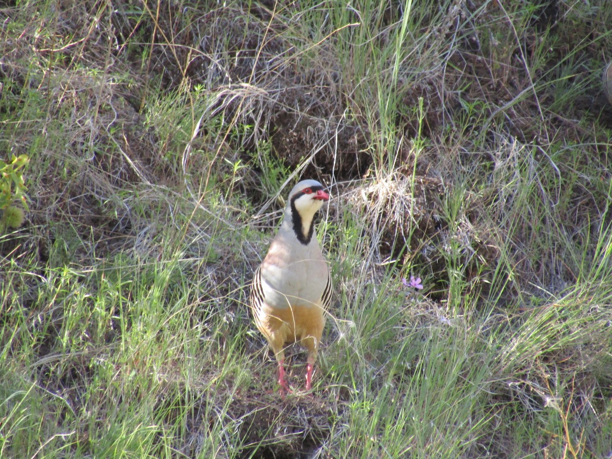 Chukar - ML343361081