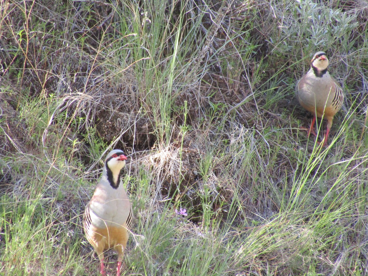 Chukar - ML343361091