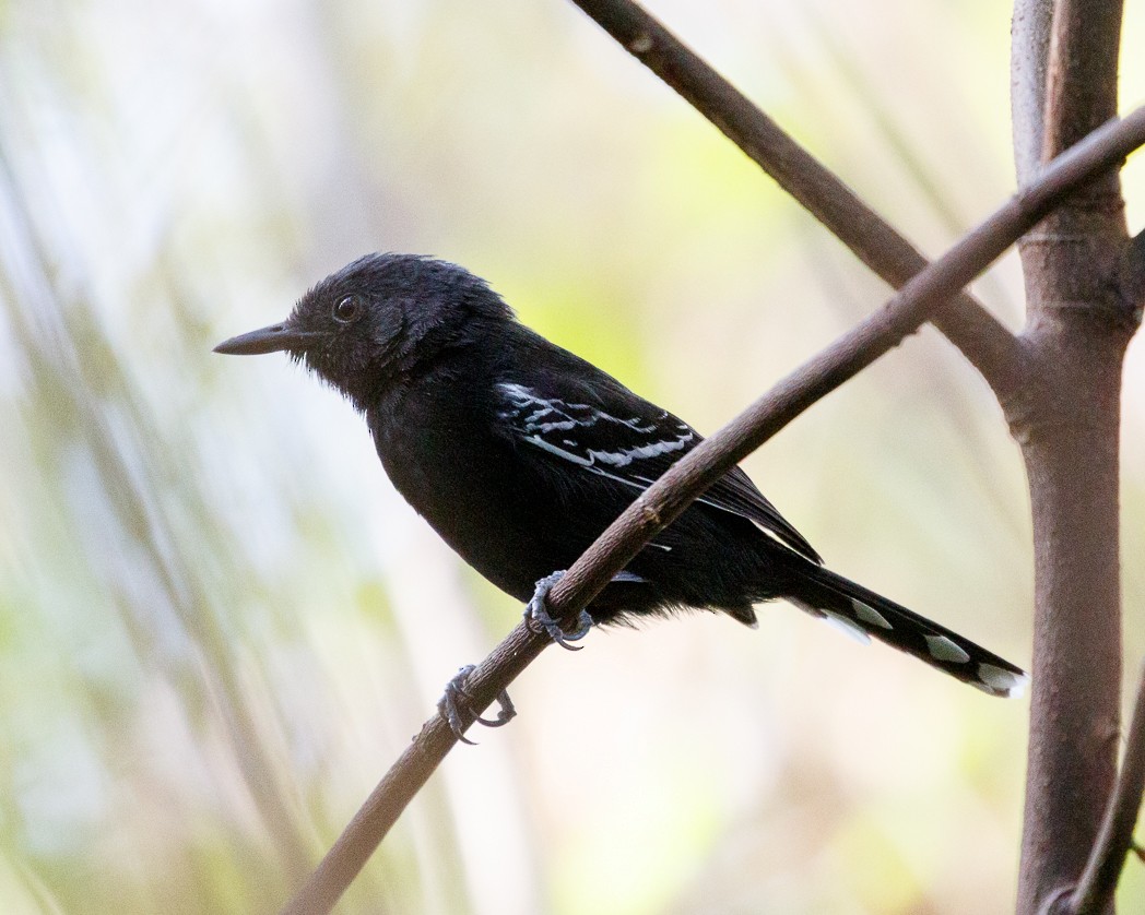 Rio Branco Antbird - Silvia Faustino Linhares