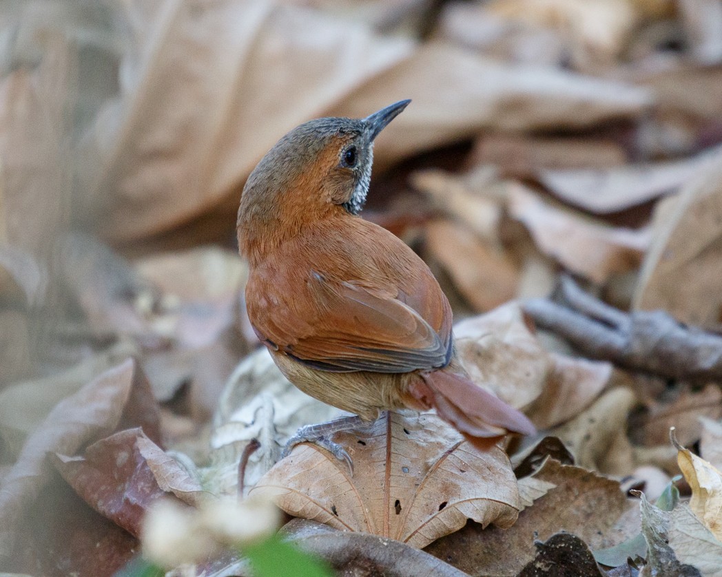 Hoary-throated Spinetail - Silvia Faustino Linhares