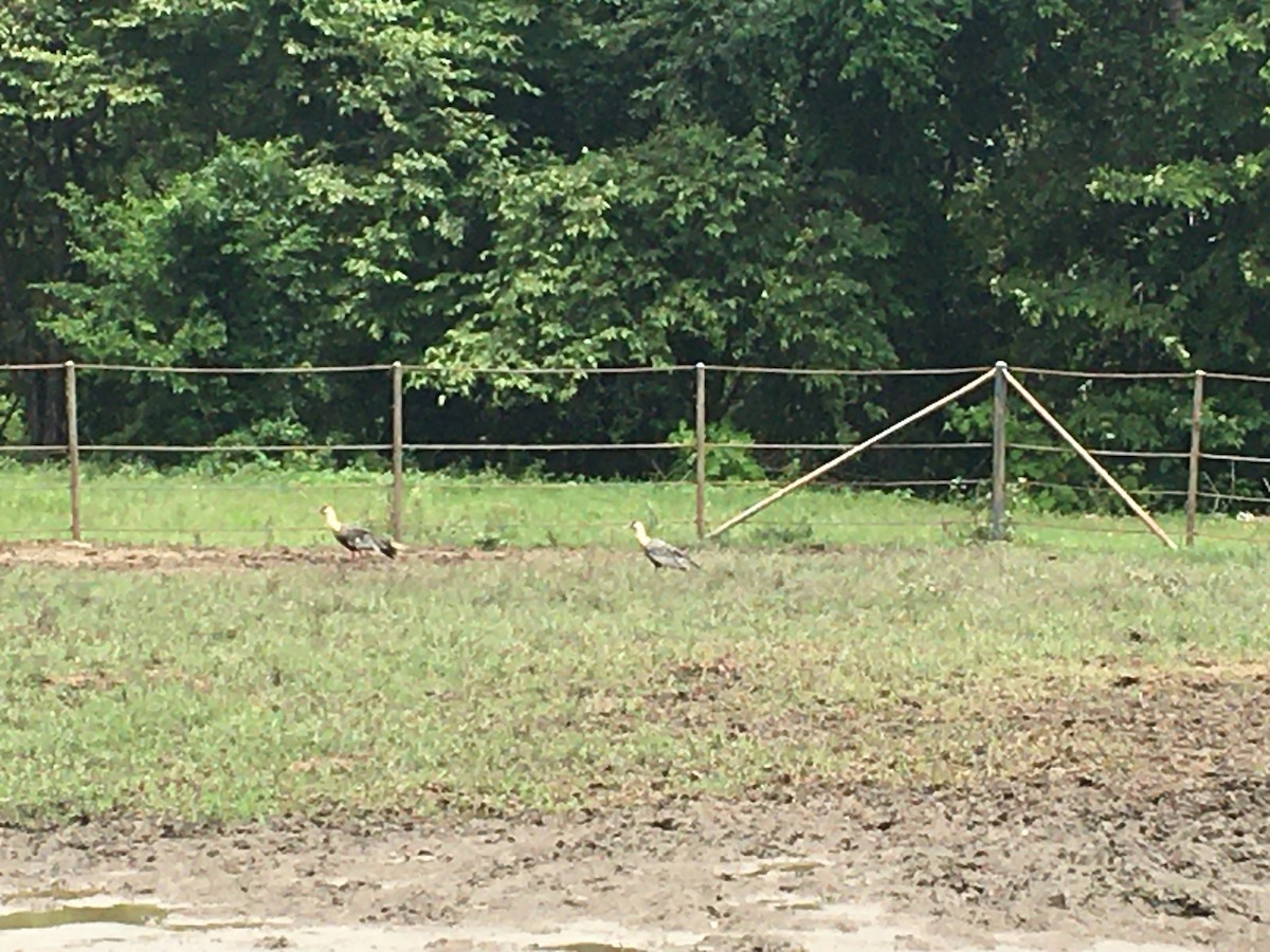 Buff-necked Ibis - ML343364471