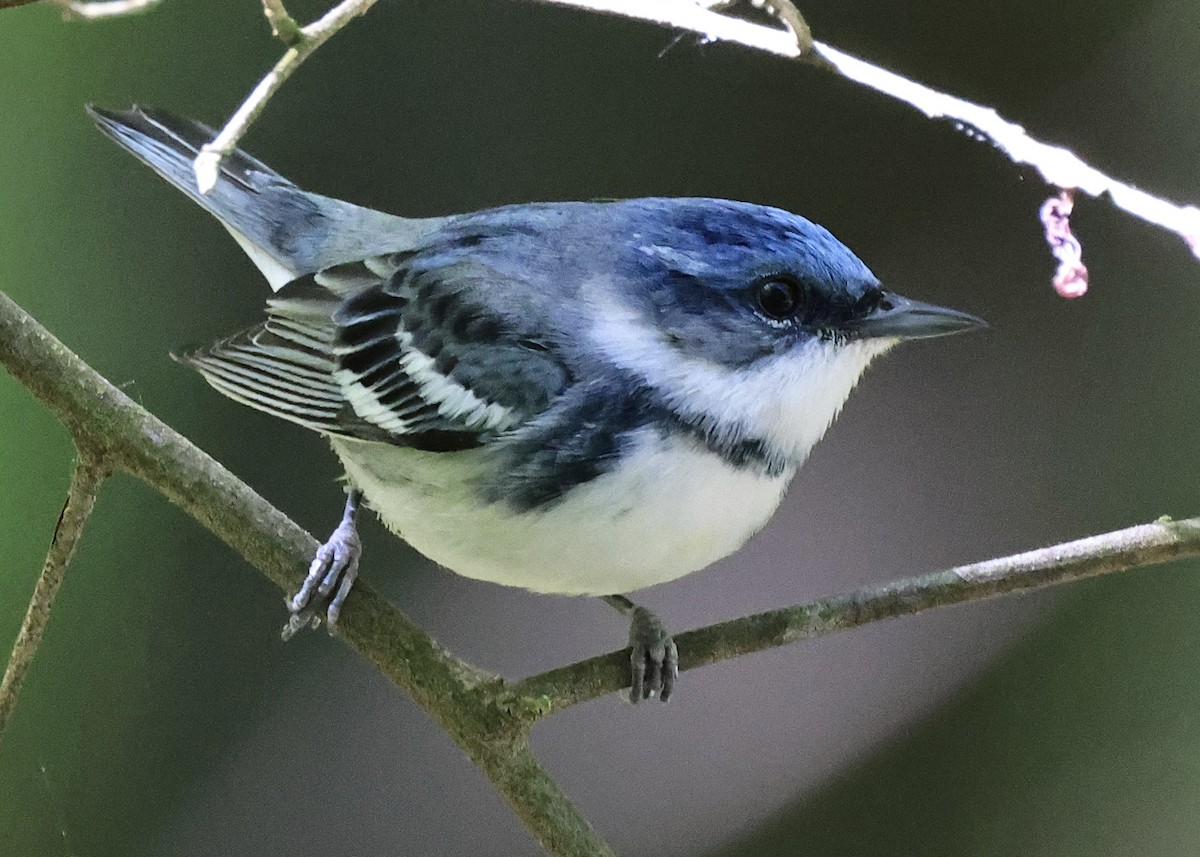 Cerulean Warbler - ML343365171