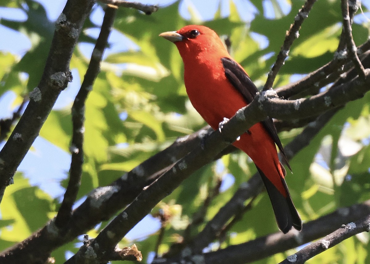Scarlet Tanager - ML343365381