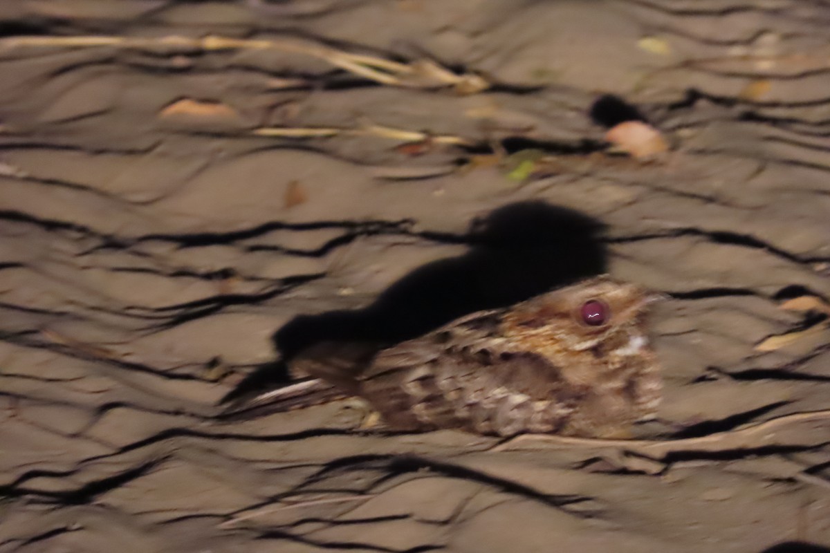 Fiery-necked Nightjar - ML343366461