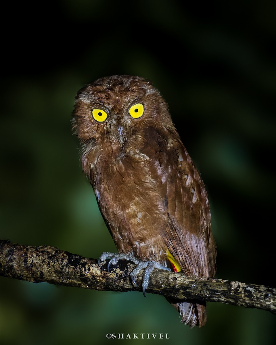 Oriental Scops-Owl - ML343367191