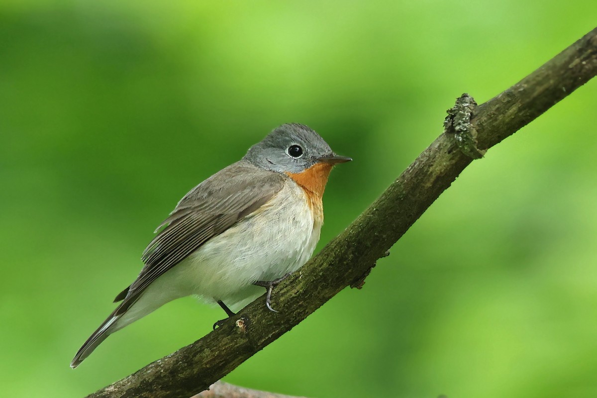 Red-breasted Flycatcher - Volker Hesse