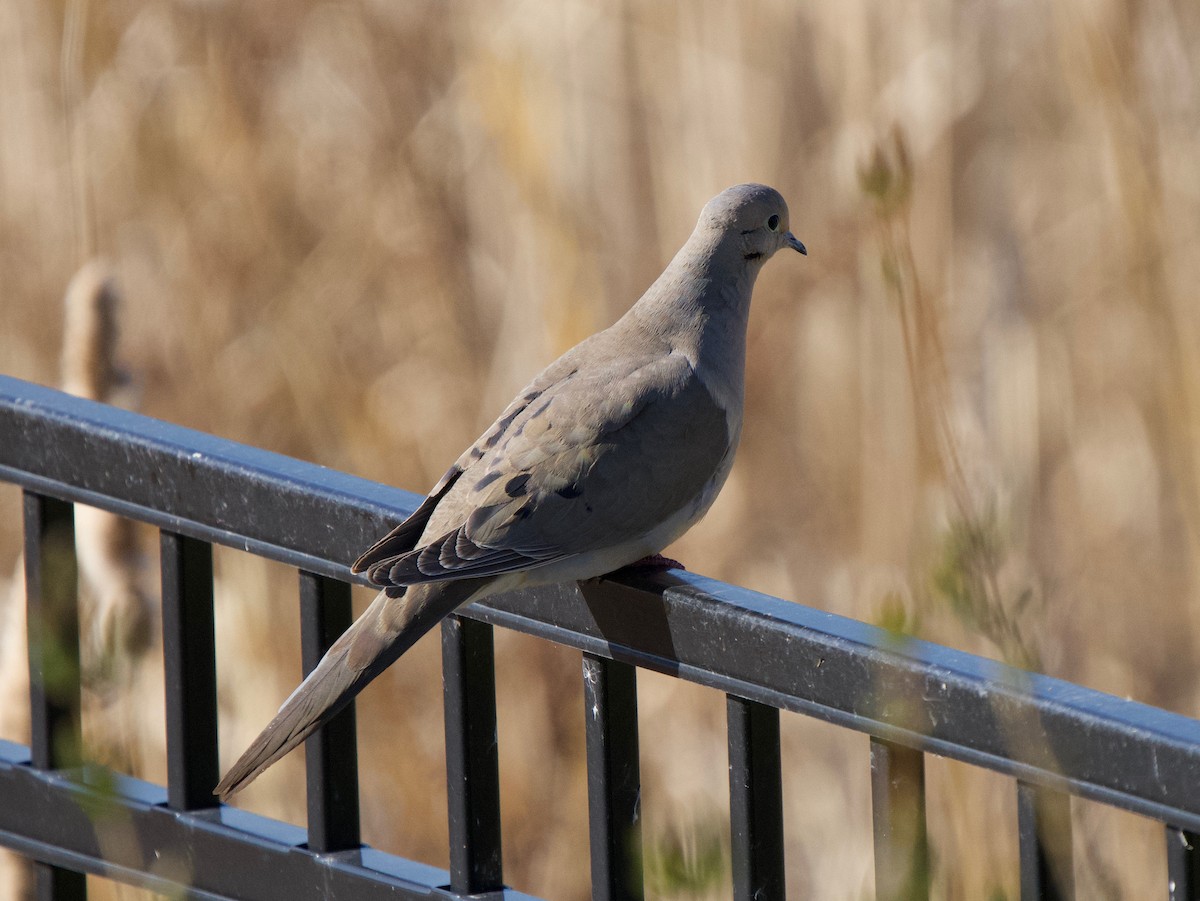 Mourning Dove - Brock Gunter-Smith