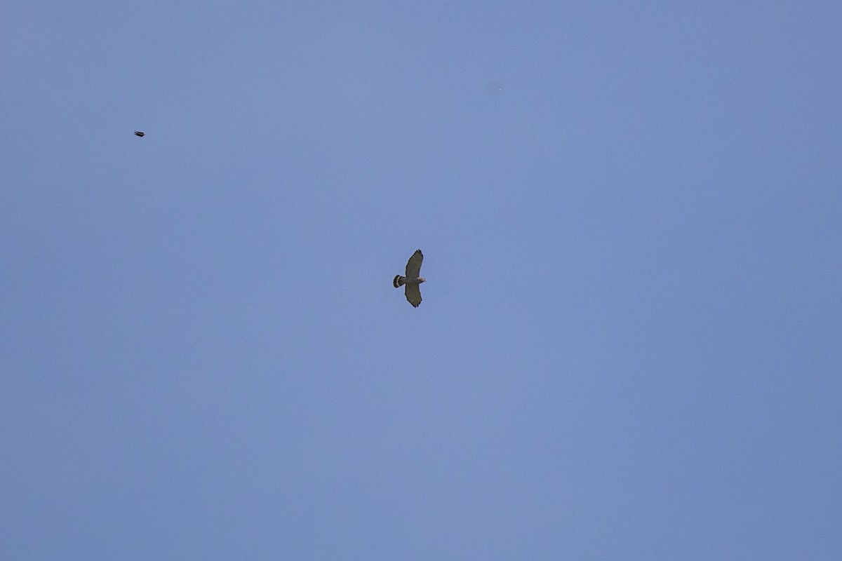 Broad-winged Hawk - Adam Farid