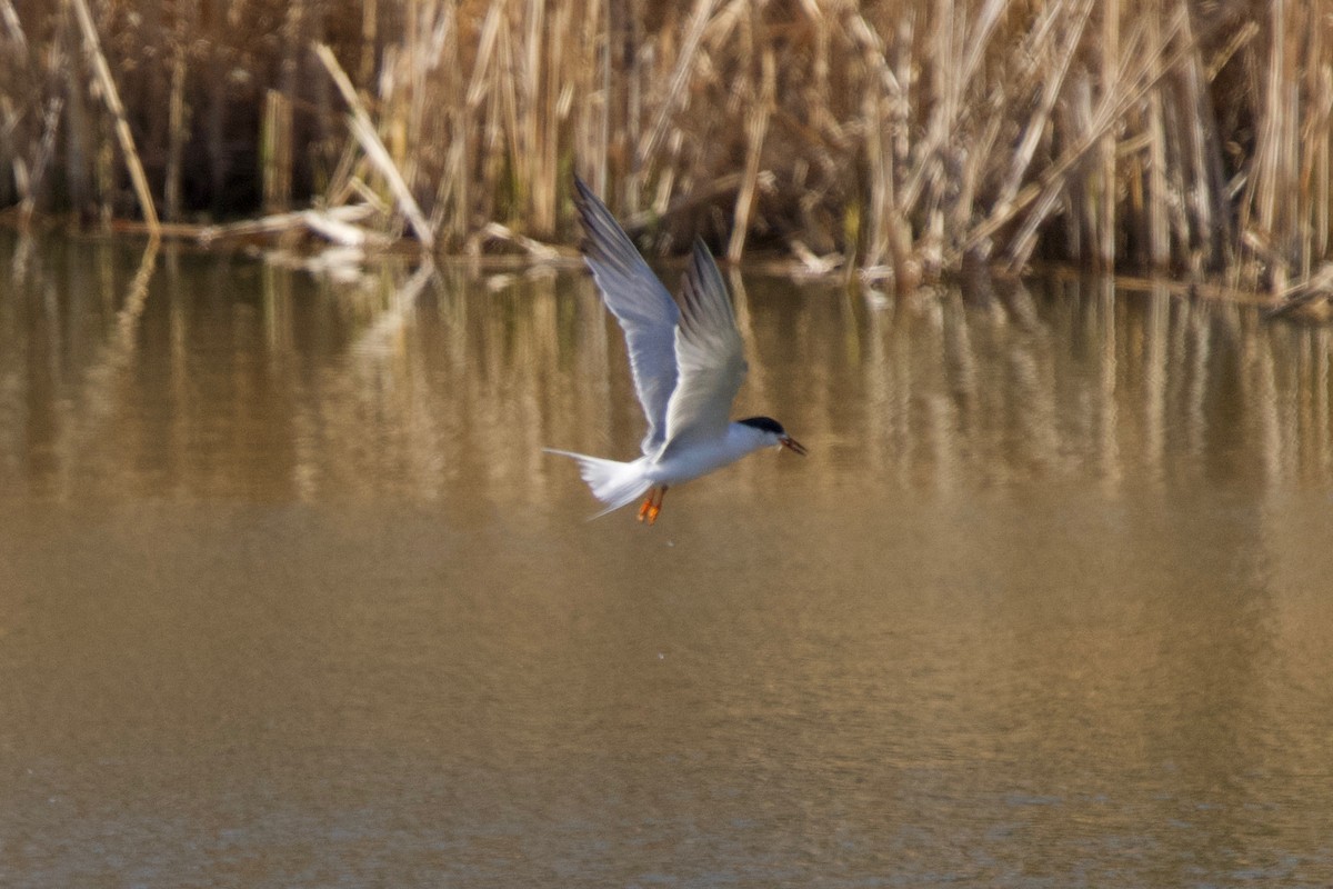 Common Tern - Brock Gunter-Smith