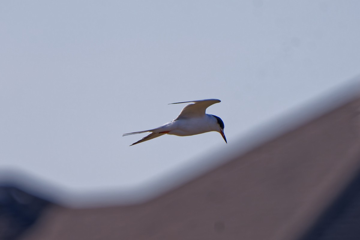 Common Tern - Brock Gunter-Smith