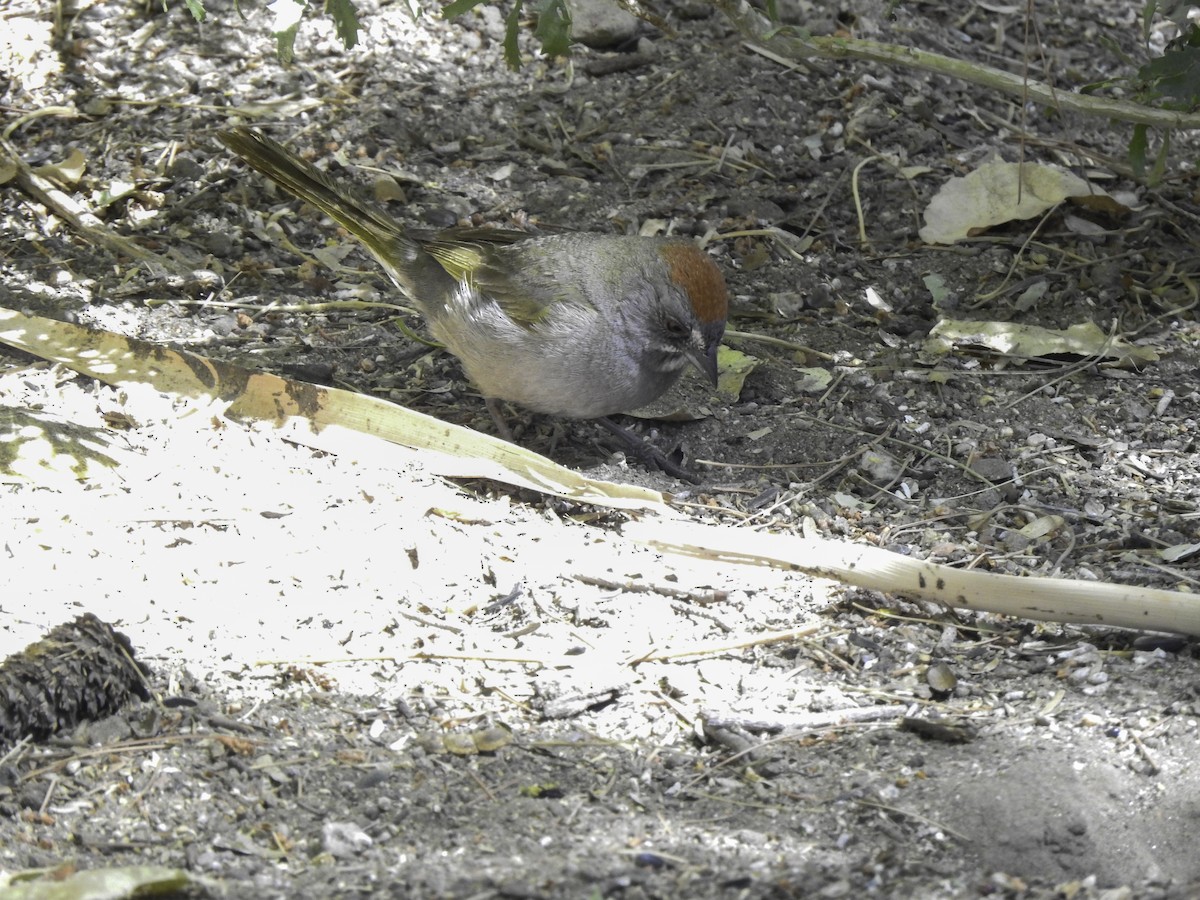 Green-tailed Towhee - ML343375991