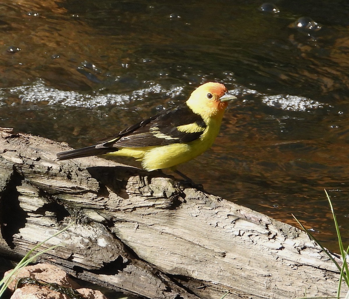 Western Tanager - ML343376701