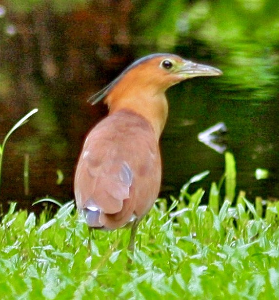 Malayan Night Heron - ML343377181