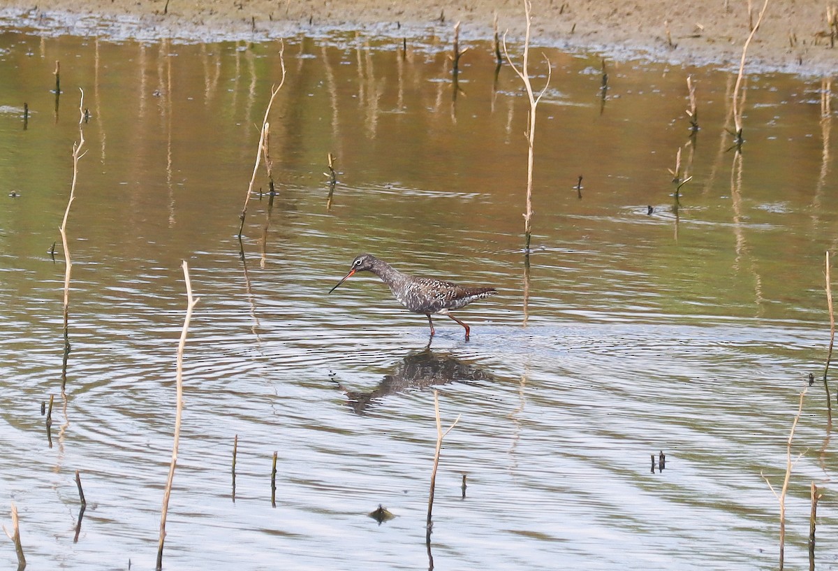 Spotted Redshank - ML343377781