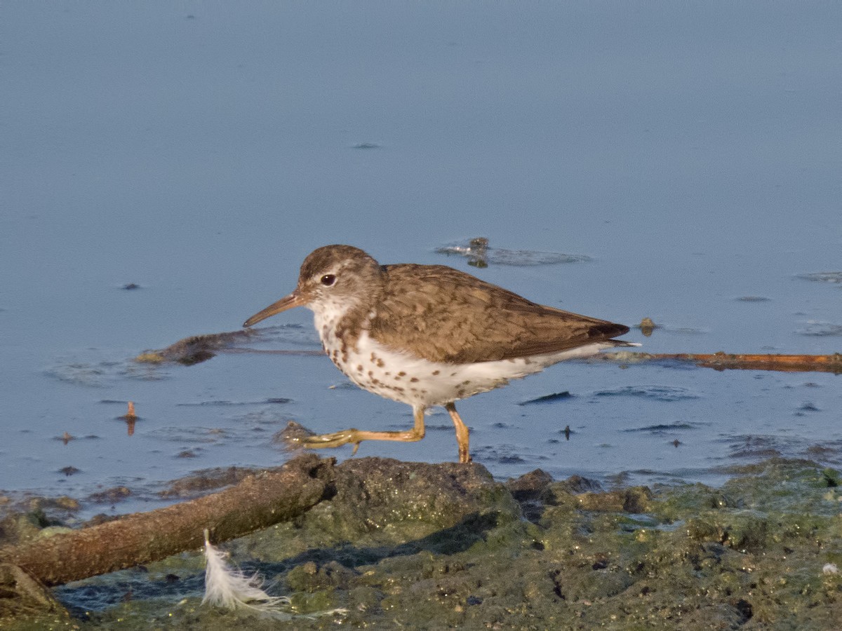 Spotted Sandpiper - ML34337821