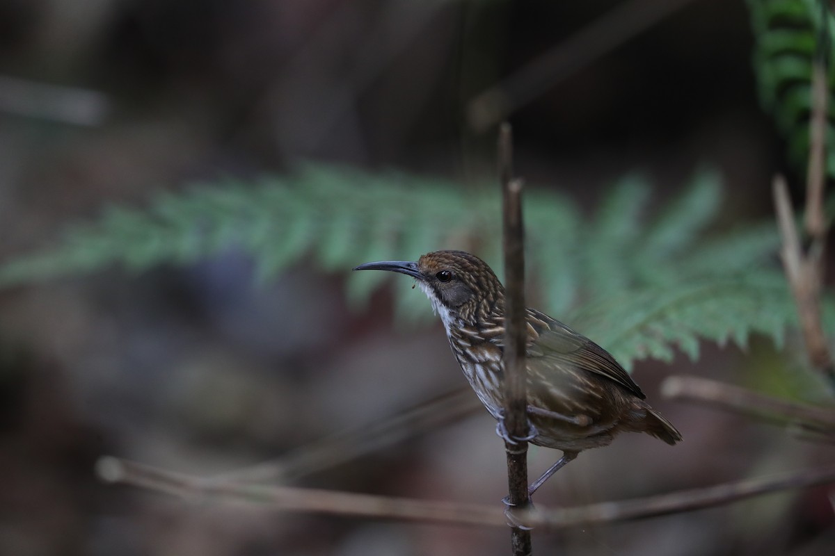 White-throated Wren-Babbler - Trung Buithanh