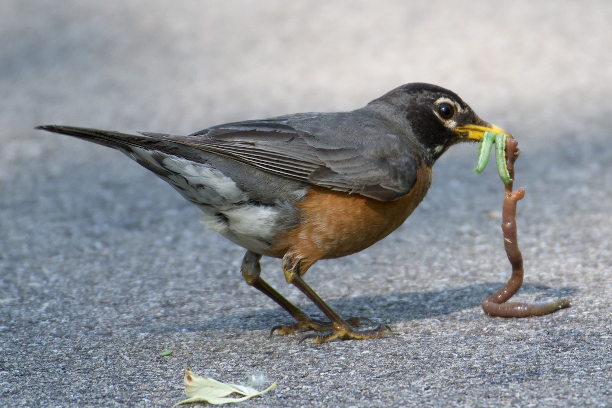 American Robin - ML343378531