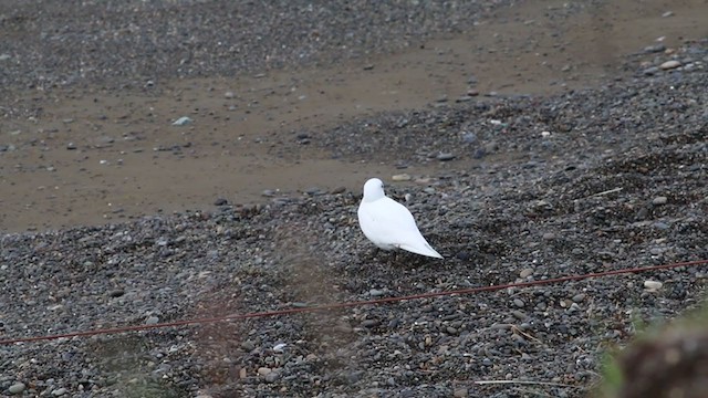 Белая чайка - ML343378791