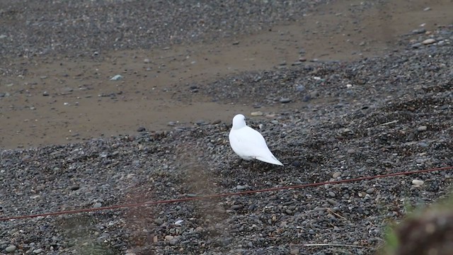 Gaviota Marfileña - ML343378791