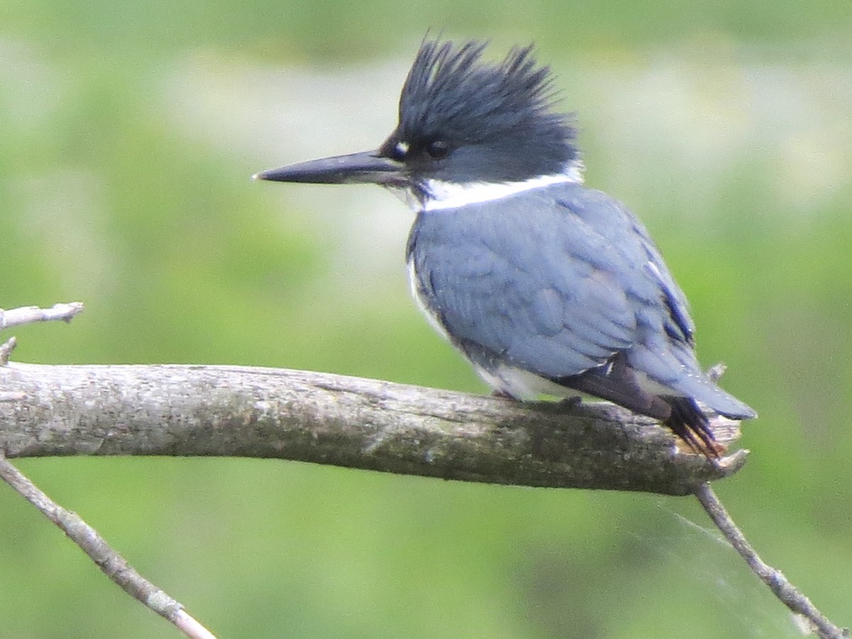 Belted Kingfisher - Jerry Smith