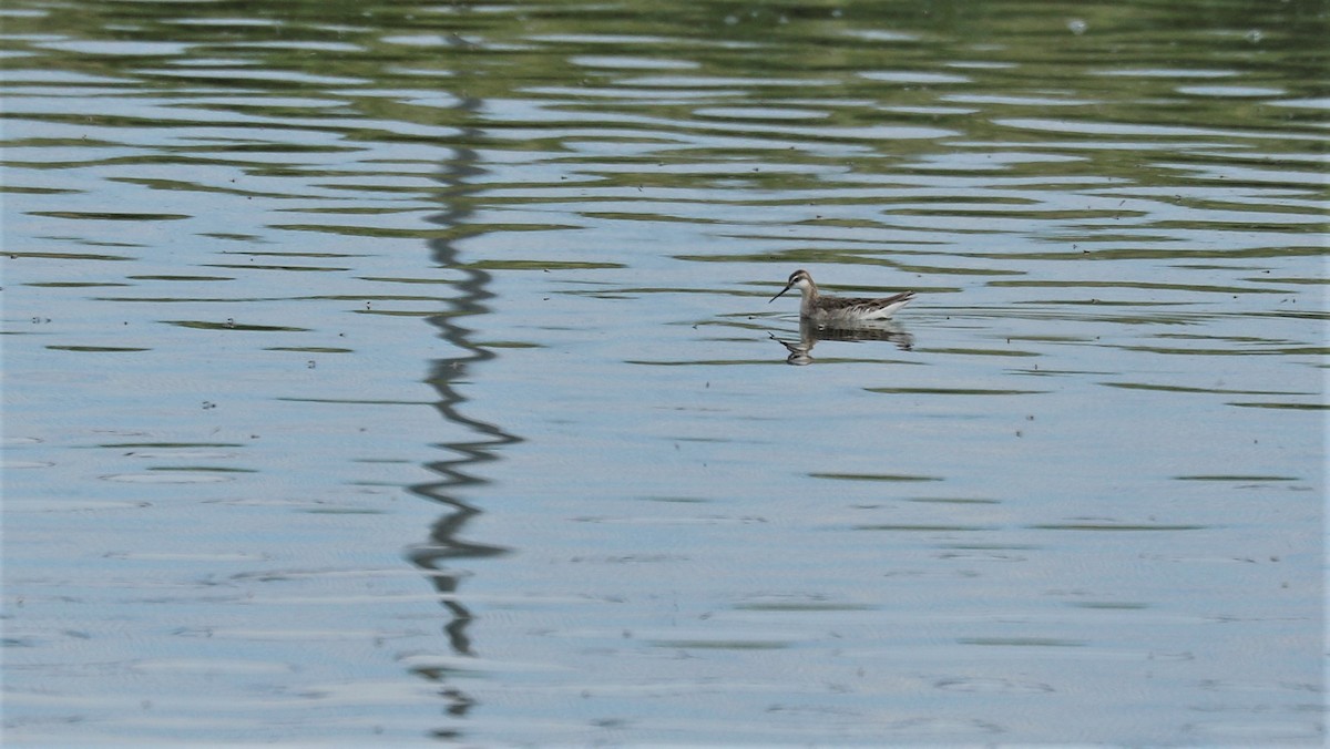 Wilson's Phalarope - Donna Martin