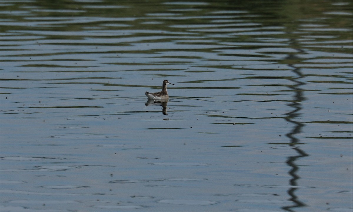 Phalarope de Wilson - ML343379551