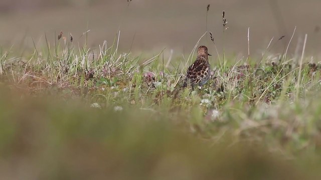 Spoon-billed Sandpiper - ML343381381