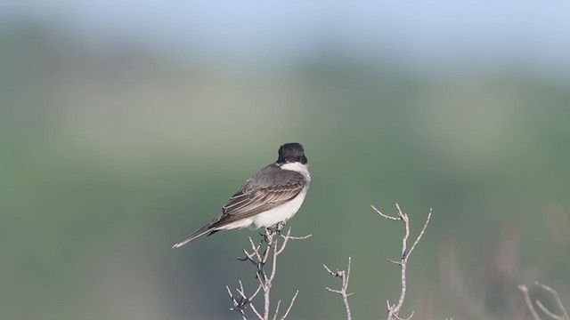 Eastern Kingbird - ML343381891