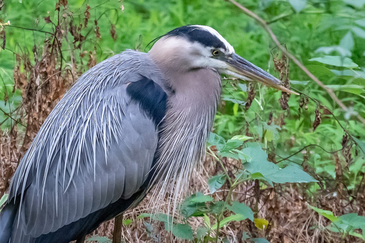 Great Blue Heron - ML343381901