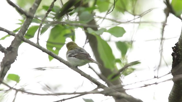 Yellow-throated Vireo - ML343381981