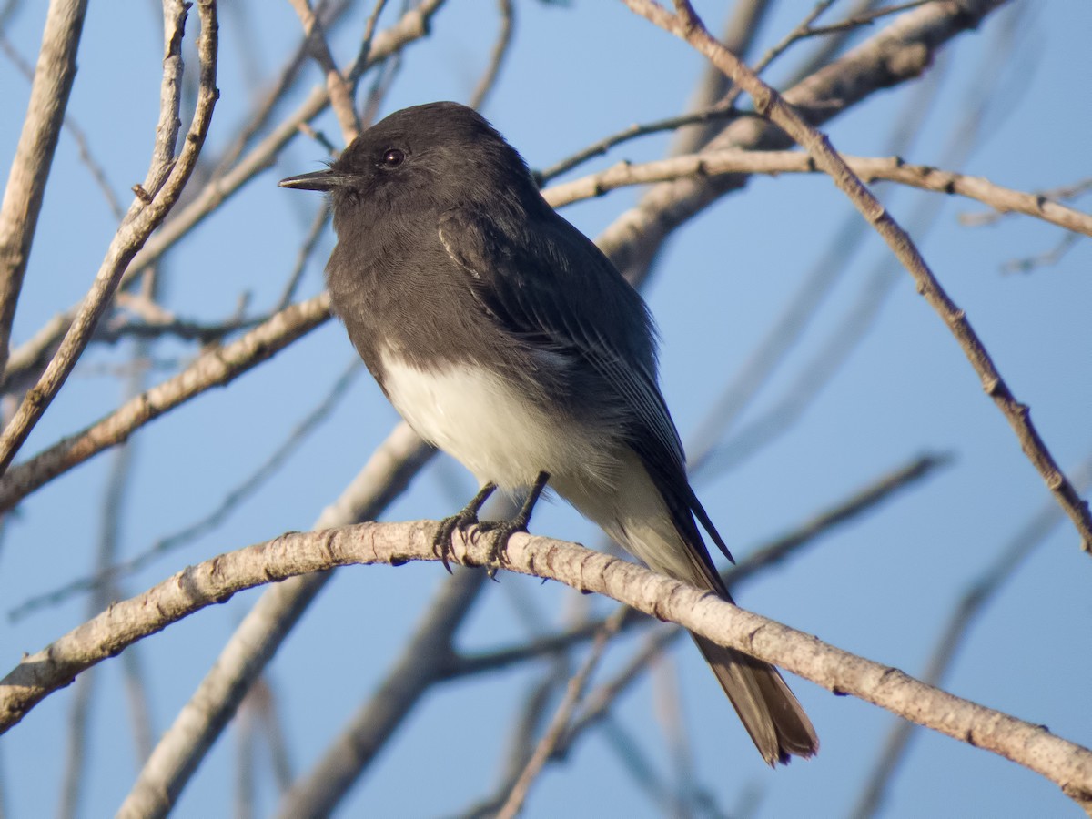 Black Phoebe - ML34338261