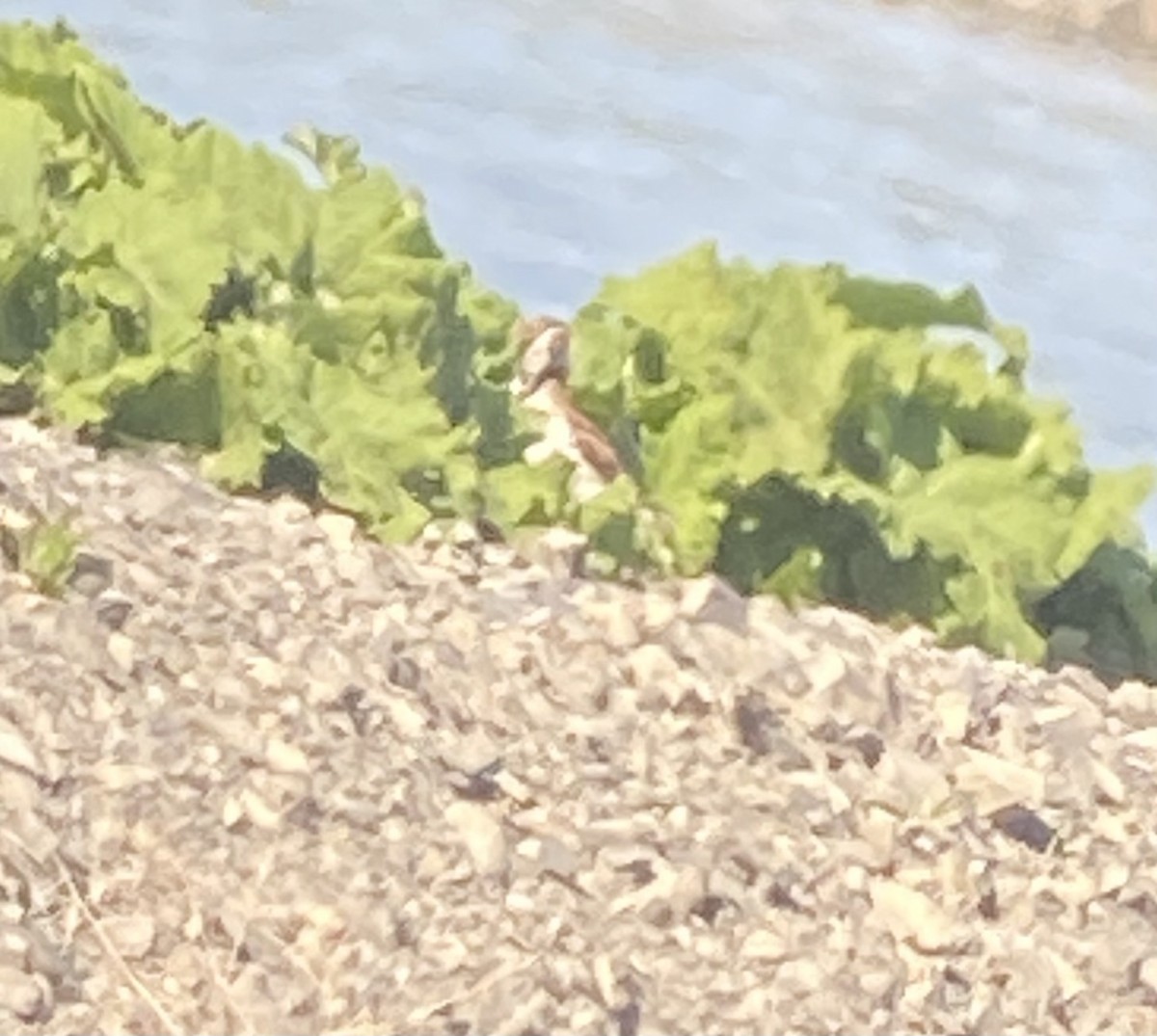 Long-tailed Duck - Linnaea Basden