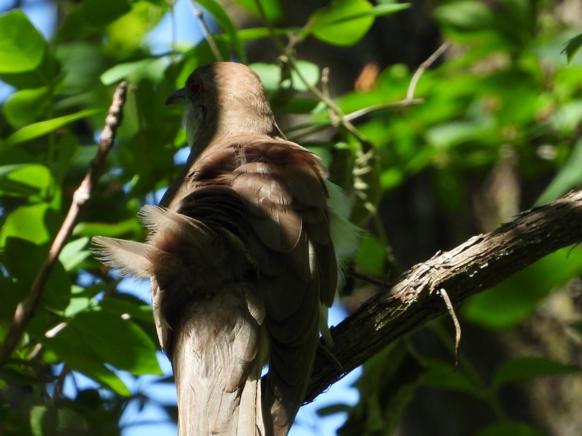 Black-billed Cuckoo - ML343383381